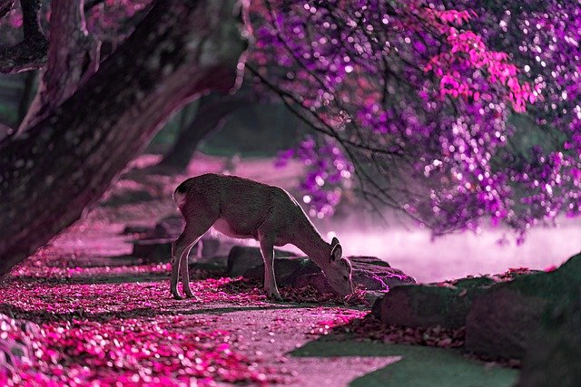 Destination Image